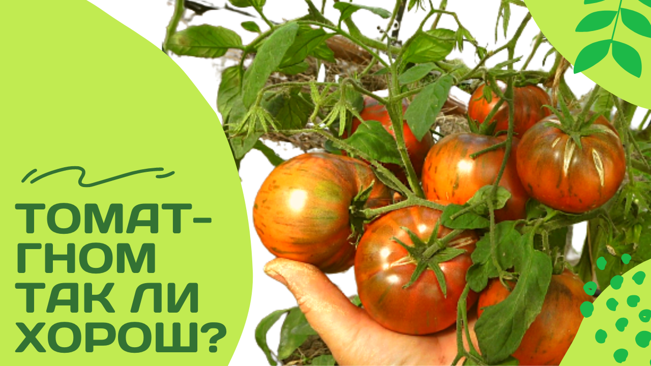 Томаты гномы . Обзор 17 сортов смотреть онлайн