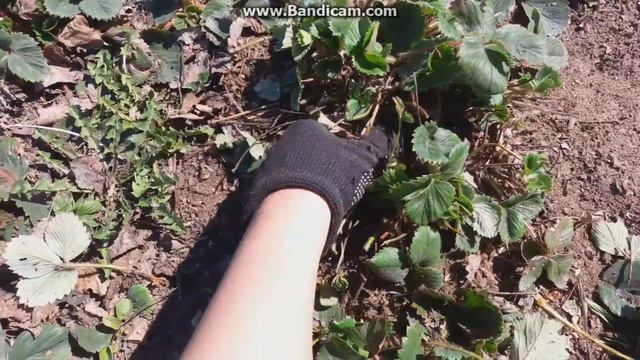 Первые шаги по подготовки клубники для хорошего урожая смотреть онлайн