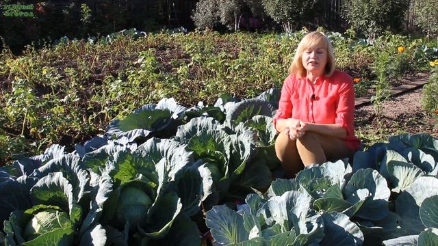 Обязательно сделайте ЭТО для КАПУСТЫ и она будет ДОЛГО храниться ЗИМОЙ! Советы от ЗЕЛЕНОГО ОГОРОДА! смотреть онлайн