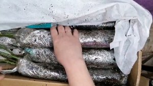 ?Обзор саженцев роз из питомника розы Фокино! весна 23 г. ?#розы #уральскиерозы #обзорпосылки