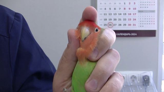 Школа ветврача орнитолога. Как правильно фиксировать мелкого и среднего попугая(птицу). 27.03.2024 смотреть онлайн