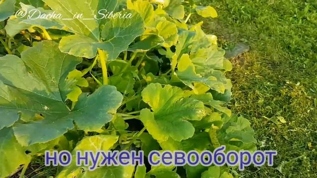 Как вырастить тыкву в открытом грунте? смотреть онлайн