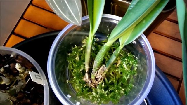 One more orchid update смотреть онлайн