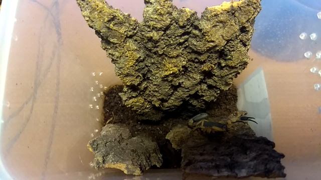 Техника безопасности при работе со скорпионами смотреть онлайн