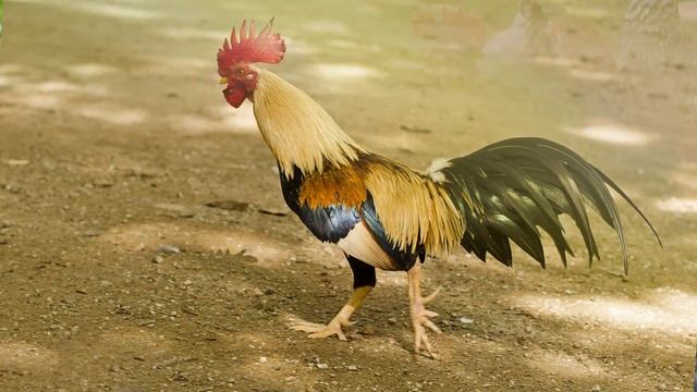 Звук петуха: как кукарекает петух