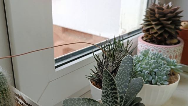 Коллекция кактусов. Кактусы из семян. смотреть онлайн