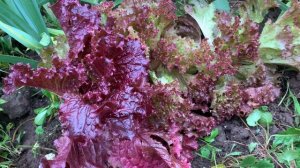 Король салатов! Лолла Росса!