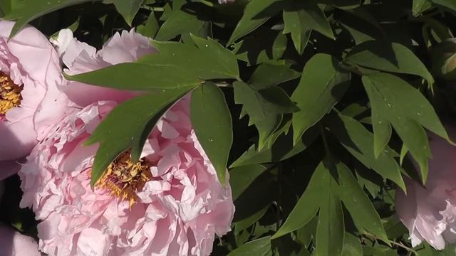 Древовидный пион.Tree Peony.