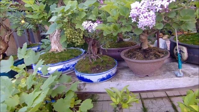 Бонсай и заготовки на улице лето 2022 год часть 2 Bonsai and blanks on the street summer 2022 part смотреть онлайн