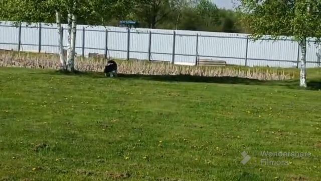 AKITOMANIA. Собачьи драки. Как разнять? #акитомания#dog#акита#собака#американскаяакита#americanakit смотреть онлайн