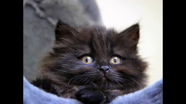 Котята они такие няшки. смотреть онлайн