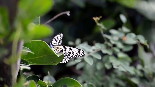 Idea Leuconoe бабочка из Филиппин второре название Рисовая бумага смотреть онлайн