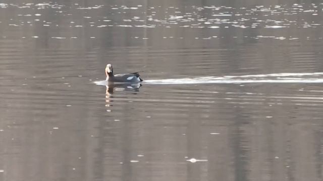 Маскировочная сеть весенняя утка смотреть онлайн