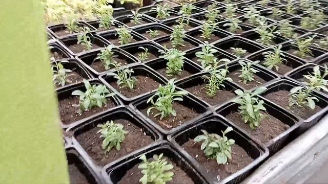 Переваливаю калибрахоа смотреть онлайн