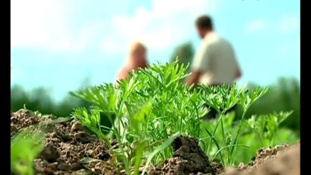 Хитрости выращивания картофеля смотреть онлайн