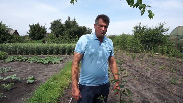 Груша на карликовом подвое 4.07.2020 смотреть онлайн