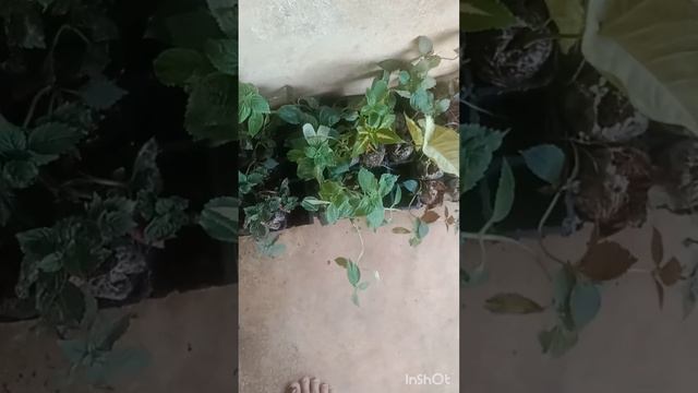 Hybrid Achimenes plant combo offer/online sale смотреть онлайн