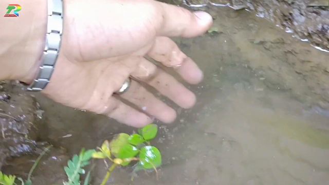 Wadidaw! Tangkap ikan komet, ikan cupang, ikan molly balon, ikan mas koki, ikan lele, ikan lemon,ko смотреть онлайн