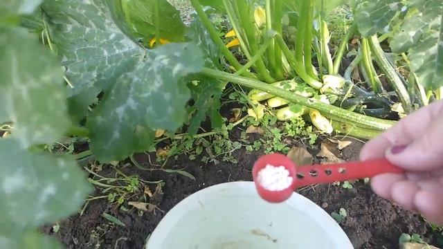 Как спасти кабачки от вершинной гнили. смотреть онлайн