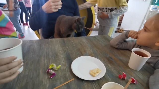 Котокафе "Котейная". ?Отдых для души.❤️ смотреть онлайн
