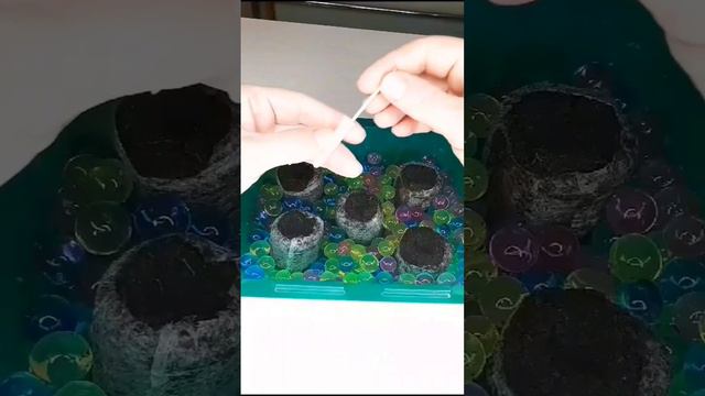 Посев эустомы! Видео прошлого года. Скоро будет новый посев! #эустома #посевсемян #цветыдлясада