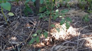 Томат синяя гроздь завязала плоды