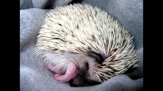 Бедный ежик