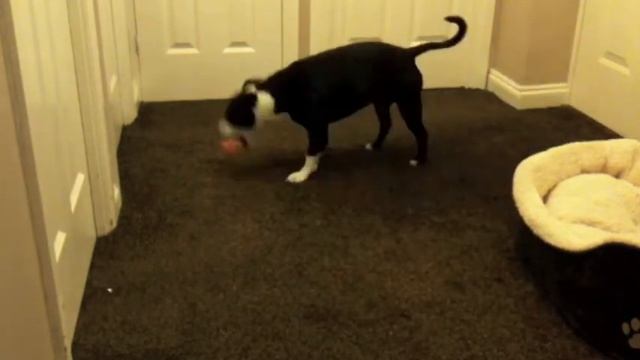 Dog Toy Review - Farmyard Pal смотреть онлайн