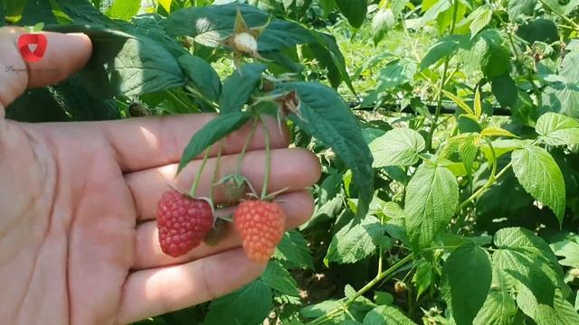 Podizanje malinjaka i uzgoj maline sorte polka смотреть онлайн