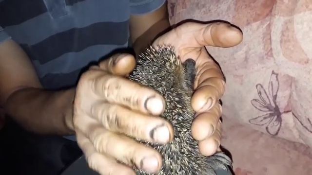 Ёжики - это не только ценный мех..ёжики любят ласку или как приручить ёжика... смотреть онлайн