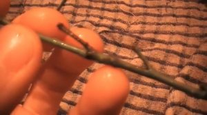 Размножение мандарина способом замачивания черенков Сад и огород выпуск 102