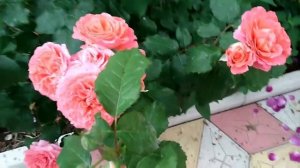 Эмильен Гийо роза!Особенности и характеристика сорта! Массад 1997 год селекции!