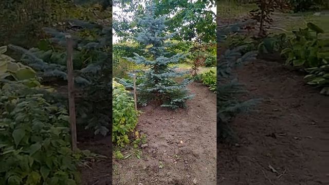 Как воплощаются мечты смотреть онлайн