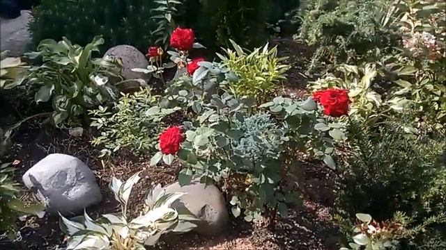 Лилии обрезаю только так, чтобы получить обильное цветение на будущее лето. смотреть онлайн