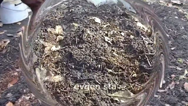 4  ЛУК СЕВОК