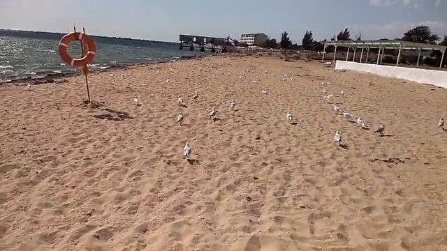 Чайки в полете смотреть онлайн