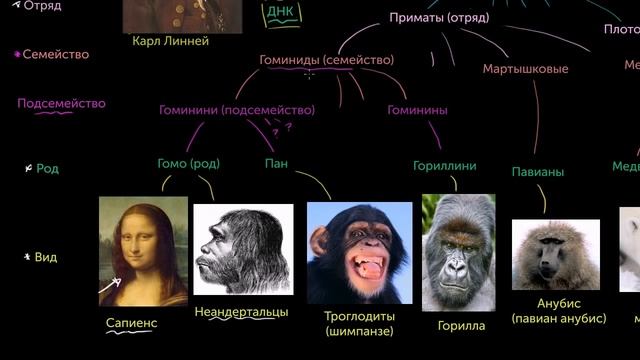 Таксономия и древо жизни смотреть онлайн