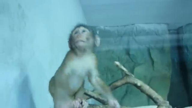 Ташкентский зоопарк смотреть онлайн