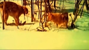 РЫСЬ и ВОЛК сошлись в 0ЖECT0ЧЕHH0Й CXBATKE !Такого финала никто не ожидал!