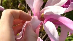 Там, где май.