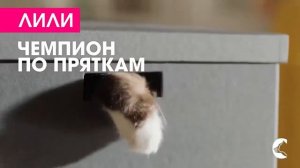 реклама perfect fit 2020