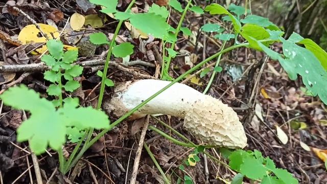 Гриб веселка (Phallus impudicus) осенью, съедобный, лечебный гриб смотреть онлайн