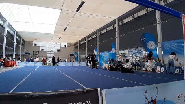 Интернациональная выставка собак "Северный Кавказ 2019" смотреть онлайн