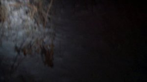 Охота фазана с рогаткой в ночью