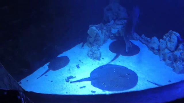 Поход в океанариум! Увидели какие на самом деле пираньи и акулы))) смотреть онлайн