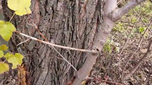 Как бороться с бобрами