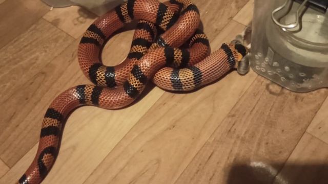 Гондурасская змея ест (Lampropeltis triangulum hondurensis) смотреть онлайн