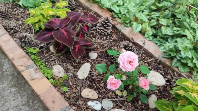 Кіпарисовик Лавсона Пельтс Блю,відповідаю на запитання.Мої каріоптеріси! смотреть онлайн