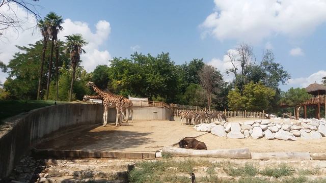 зоопарк в Мадриде смотреть онлайн
