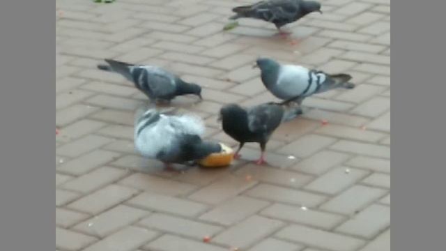 Хлеба и зрелищ... смотреть онлайн